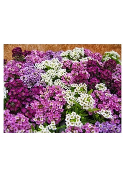 5 Adet Tohum Kraliyet Halısı Tohumu Alyssum Flower Tohumu Alyssum Tohumu