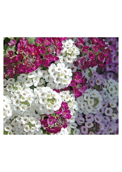 5 Adet Tohum Kraliyet Halısı Tohumu Alyssum Flower Tohumu Alyssum Tohumu