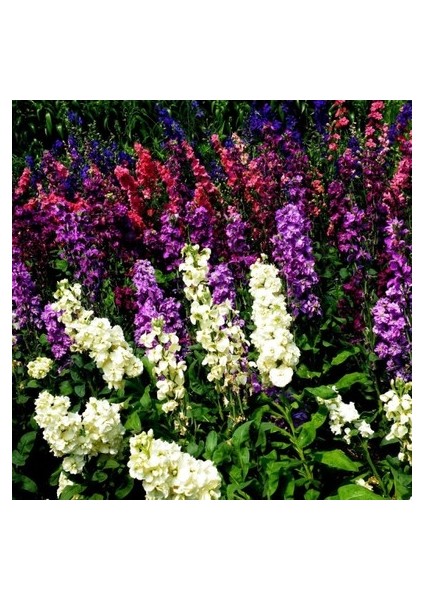 10 Adet Tohum Yüksük Otu Çiçeği Tohumu Çiçek Tohumları Saksı Toprak