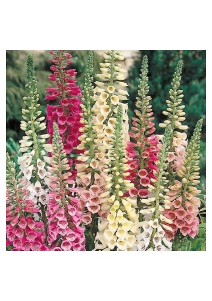 10 Adet Tohum Yüksük Otu Çiçeği Tohumu Çiçek Tohumları Saksı Toprak fiyatları