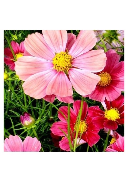 10 Adet Tohum Kosmos Çiçeği Tohumu Cosmos Çiçek Tohumu Saksı Toprak