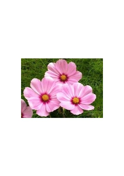 10 Adet Tohum Kosmos Çiçeği Tohumu Cosmos Çiçek Tohumu Saksı Toprak fiyatları