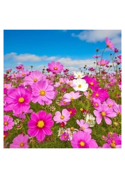 10 Adet Tohum Kosmos Çiçeği Tohumu Cosmos Çiçek Tohumu Saksı Toprak modelleri