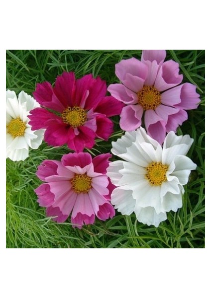 10 Adet Tohum Kosmos Çiçeği Tohumu Cosmos Çiçek Tohumu Saksı Toprak fırsatları