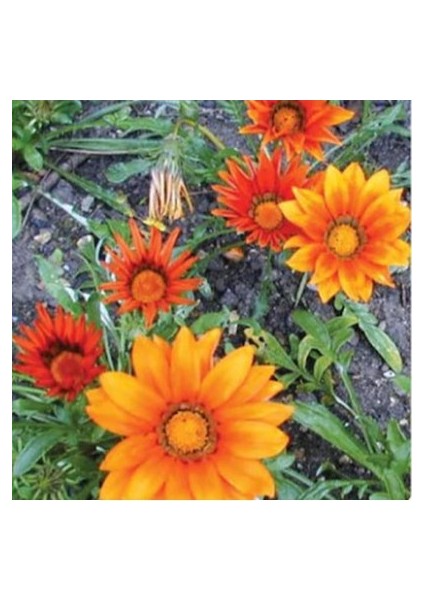 5 Adet Tohum Nadir Bulunan Meramlı Kız Çiçeği Tohumu Saksı Toprak modelleri