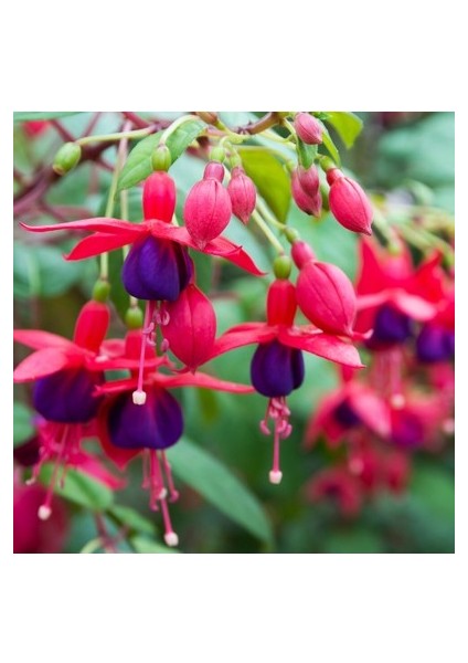 5 Adet Tohum Yer Küpelisi Çiçeği Tohumu Küpeli Çiçek Tohumu Saksılı