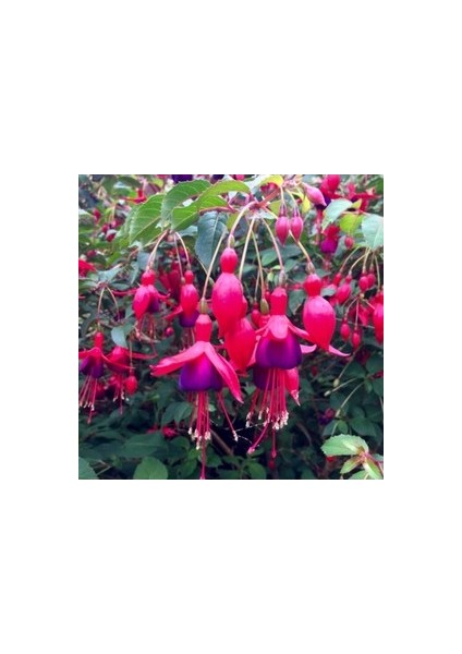 5 Adet Tohum Yer Küpelisi Çiçeği Tohumu Küpeli Çiçek Tohumu Saksılı fiyatları