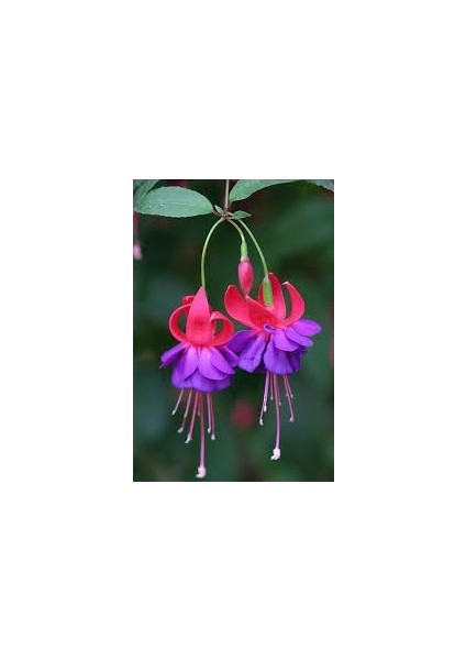 5 Adet Tohum Yer Küpelisi Çiçeği Tohumu Küpeli Çiçek Tohumu Saksılı modelleri