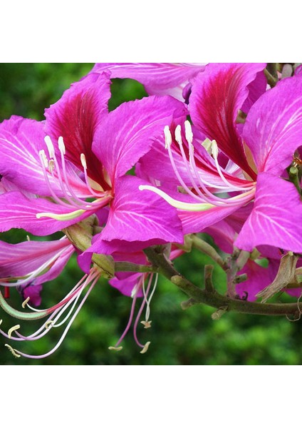 Murat Tohum Pembe Orkide Ağacı Tohumu Ekim Seti 5 Adet Tohum + Saksı +Toprak fiyatları