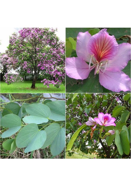 Murat Tohum Pembe Orkide Ağacı Tohumu Ekim Seti 5 Adet Tohum + Saksı +Toprak modelleri