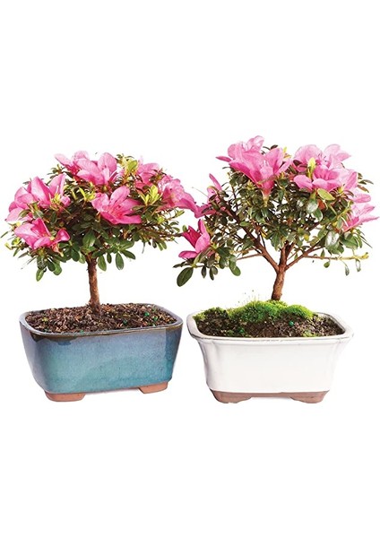 Murat Tohum Bodur Bonsai Orkide Ağacı Tohumu Ekim Seti 5 Adet Tohum + Saksı + Toprak fiyatları
