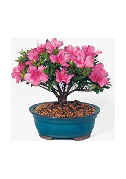 Murat Tohum Bodur Bonsai Orkide Ağacı Tohumu Ekim Seti 5 Adet Tohum + Saksı + Toprak modelleri