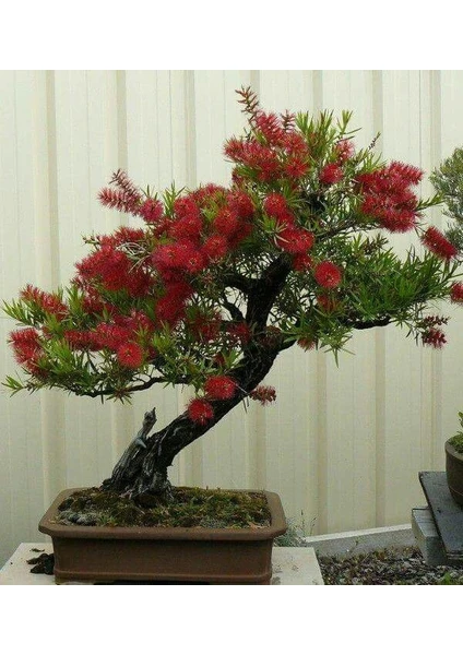 Murat Tohum Bodur Bonsai Callistemon Ağacı Tohumu Ekim Seti 5 Adet Tohum +Saksı+Toprak