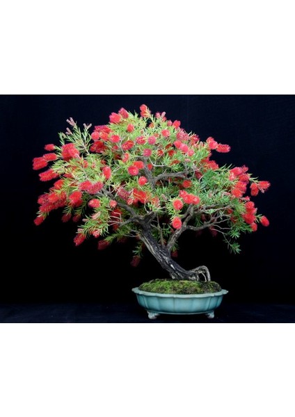 Murat Tohum Bodur Bonsai Callistemon Ağacı Tohumu Ekim Seti 5 Adet Tohum +Saksı+Toprak