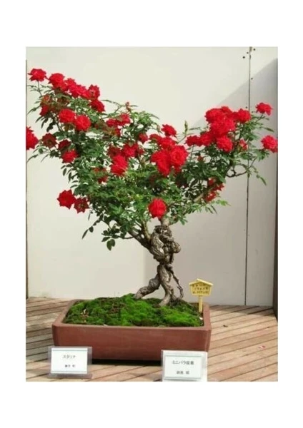 Ata Tohumculuk 5 Adet Tohum Bodur Bonsai Kırmızı Gül Ağacı Bonzai Tohumu