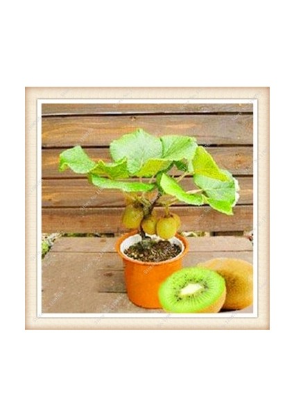 5 Adet Tohum Bodur Kivi Bonsai Ağacı Tohumu Saksı Topraklı fiyatları