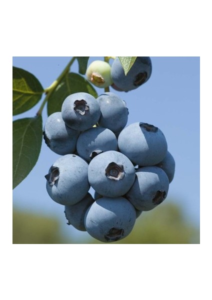 10 Adet Tohum Yaban Mersini Tohumu Blueberry Tohumu