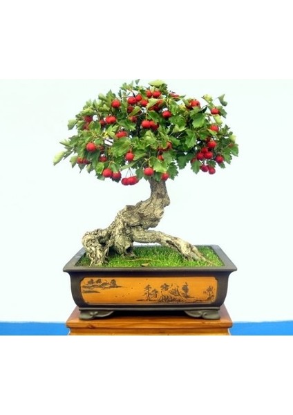 Ata Tohumculuk 20 Adet Tohum Alıç Bonsai Dağ Alıçı Saksı Topraklı