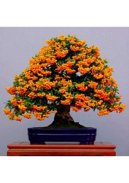2 Adet Tohum Yeni Dünya Ateş Dikeni Bodur Bonzai Bonsai Meyvesi Saksı Toprak