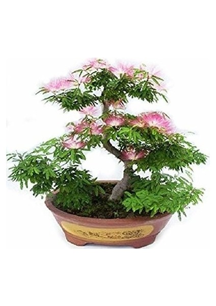 Ata Tohumculuk 5 Adet Tohum Gülübirişim Bonsai Ağaç Tohumu Muhteşem Çiçeği ve Kokusu Ile Özel Ağaç