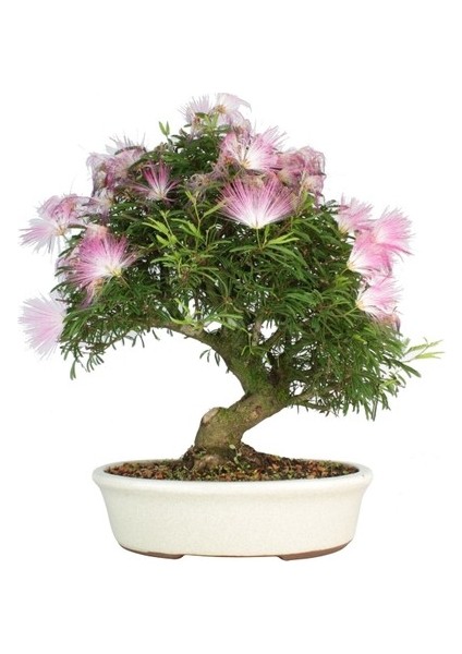 Ata Tohumculuk 5 Adet Tohum Gülübirişim Bonsai Ağaç Tohumu Muhteşem Çiçeği ve Kokusu Ile Özel Ağaç