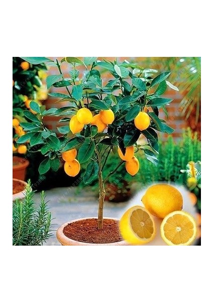 Adet 5 Adet Tohum Bodur Bonsai Limon Ağacı Tohumu Italyan Limonseti Saksıtoprak