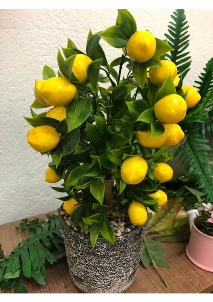 Adet 5 Adet Tohum Bodur Bonsai Limon Ağacı Tohumu Italyan Limonseti Saksıtoprak fiyatları