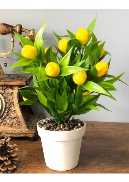 Adet 5 Adet Tohum Bodur Bonsai Limon Ağacı Tohumu Italyan Limonseti Saksıtoprak modelleri