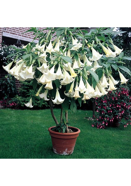 5 Adet Tohum Nadir Bulunan Beyaz Angel Trumpet Çiçeği Meleklerin Borozanı Çiçeği