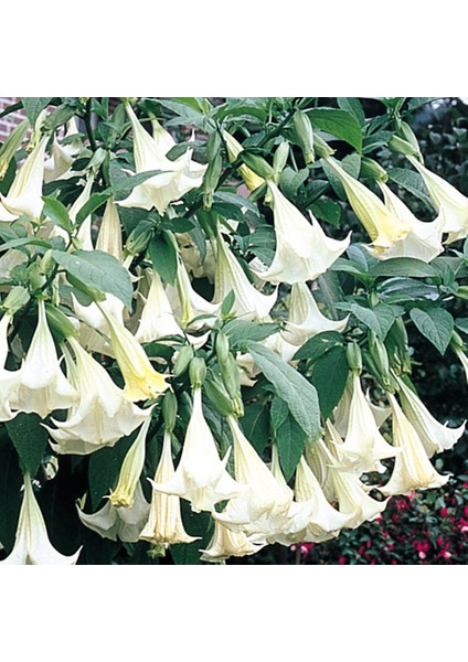 5 Adet Tohum Nadir Bulunan Beyaz Angel Trumpet Çiçeği Meleklerin Borozanı Çiçeği modelleri
