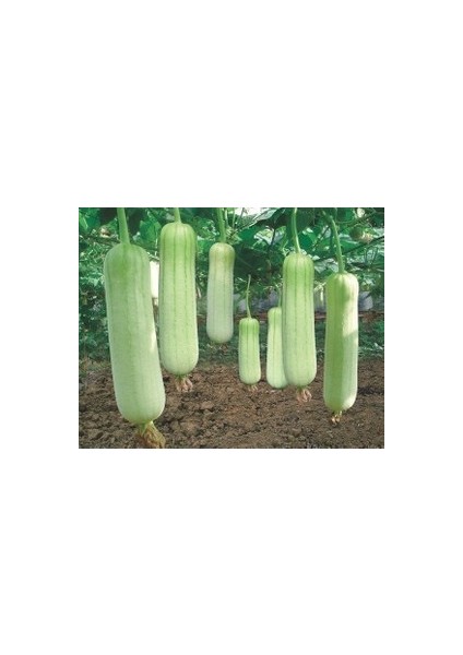 100 Adet Tohum Eko Paket Lif Kabak Tohumu Kabak Tohumu Lif Kabağı Tohumu