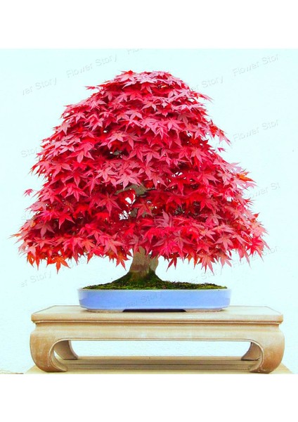 Ata Tohumculuk 5 Adet Tohum Bodur Bonsai Japon Red Maple Ağacı Bonzai Tohumu Ata Tohum