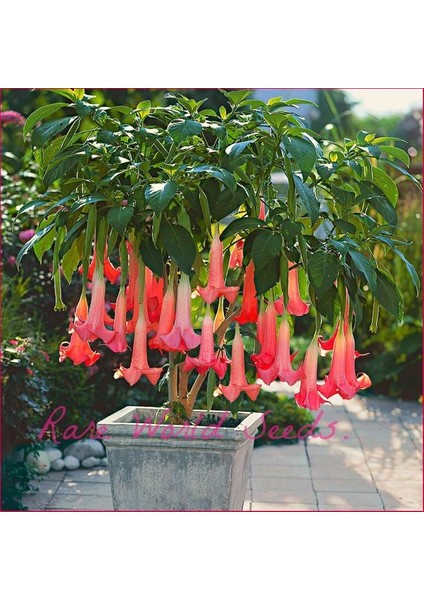 5 Adet Tohum Nadir Bulunan Pembe Angel Trumpet Çiçeği Meleklerin Borozanı Çiçeği