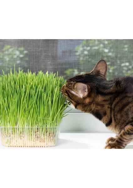 Murat Tohum Kedi Çimi Tohumu 30 Gram Ithal Kedi Çimi Tohumu Ekim Seti + Saksı + Toprak