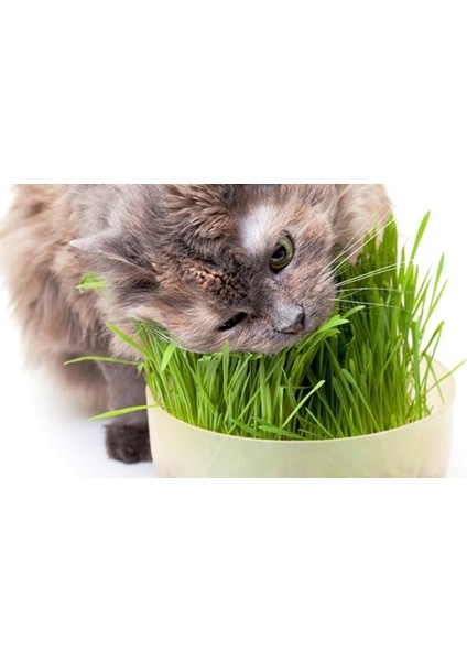 Murat Tohum Kedi Çimi Tohumu 30 Gram Ithal Kedi Çimi Tohumu Ekim Seti + Saksı + Toprak fiyatları