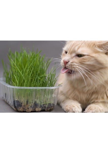 Murat Tohum Kedi Çimi Tohumu 30 Gram Ithal Kedi Çimi Tohumu Ekim Seti + Saksı + Toprak modelleri