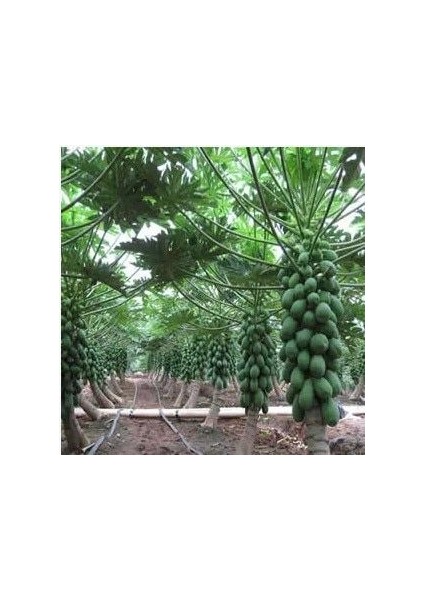 Ithal Tropikal Papaya Meyvesi Tohumu Ekim Seti Papaya Tohumu 3 Tohum Saksı Toprak Kombin