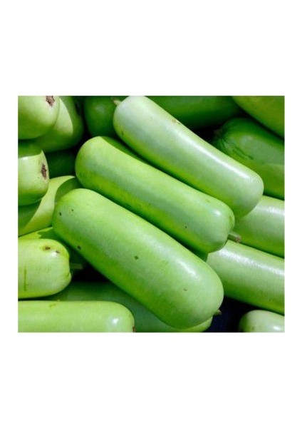 Nadir Çin Kavunu Tohumu Ekim Seti Wax Guard 3 Tohum Saksı Toprak Kombin fiyatları