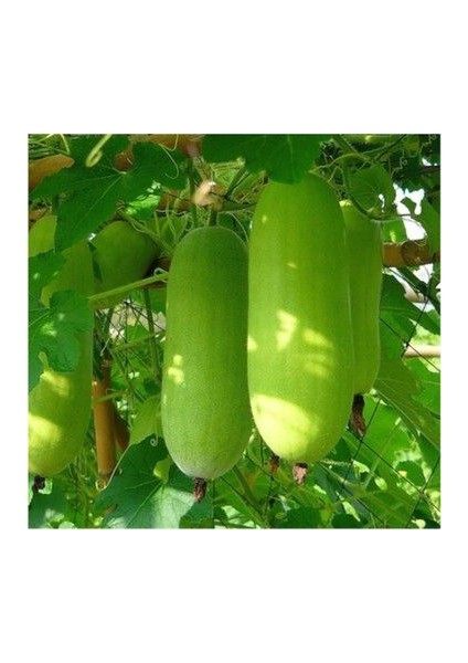 Nadir Çin Kavunu Tohumu Ekim Seti Wax Guard 3 Tohum Saksı Toprak Kombin modelleri