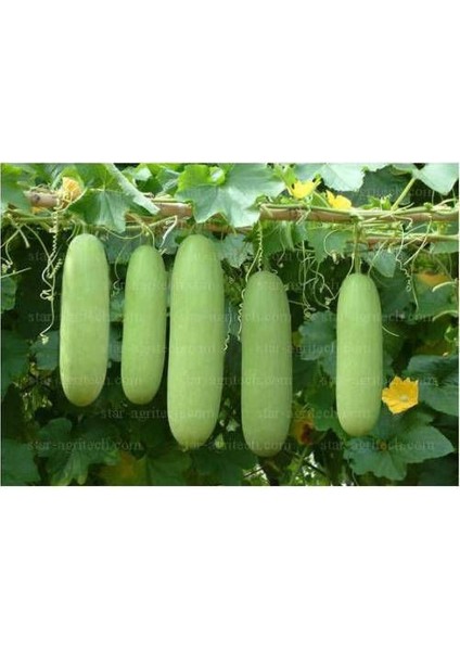 Nadir Çin Kavunu Tohumu Ekim Seti Wax Guard 3 Tohum Saksı Toprak Kombin fırsatları