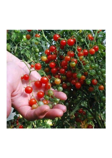 Nadir Cherry Minik Bezelye Domates Tohumu Ekim Seti 10 Tohum Saksı Toprak Kombin modelleri