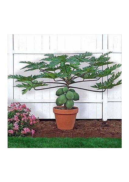 Ithal Tropikal Saksılık Papaya Meyvesi Tohumu Ekim Seti Bodur Papaya 3 Tohum Saksı Toprak Kombin