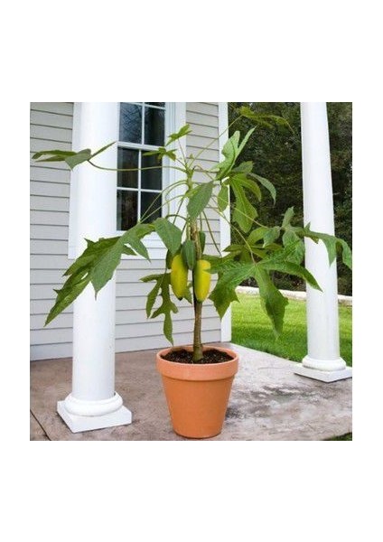 Ithal Tropikal Saksılık Papaya Meyvesi Tohumu Ekim Seti Bodur Papaya 3 Tohum Saksı Toprak Kombin fiyatları