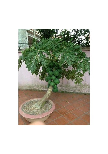 Ithal Tropikal Saksılık Papaya Meyvesi Tohumu Ekim Seti Bodur Papaya 3 Tohum Saksı Toprak Kombin modelleri