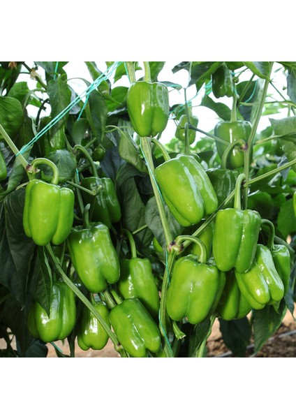 Biber Kandil Sebze Tohumu 20 Adet + Saksı + Torf