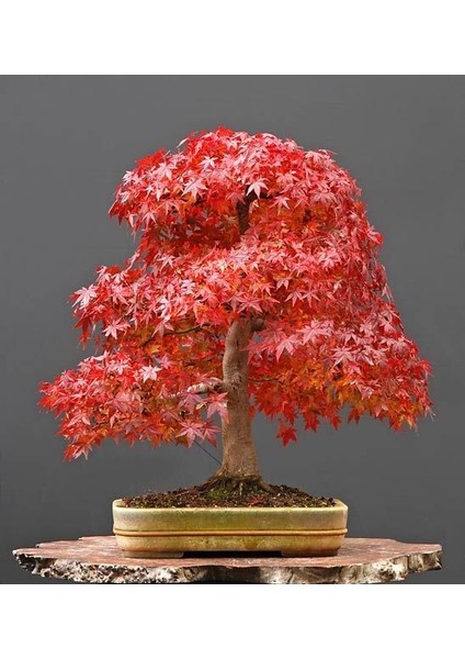 Murat Tohum Acer Rubrum Bonsai Ağacı Tohumu Kırmızı Akçaağaç Ekim Seti + Saksı + Toprak