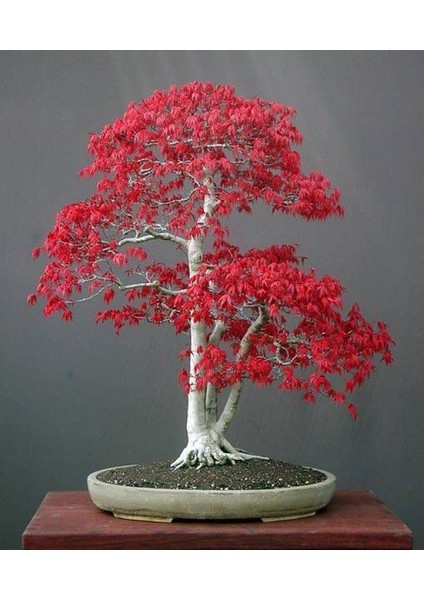 Murat Tohum Acer Rubrum Bonsai Ağacı Tohumu Kırmızı Akçaağaç Ekim Seti + Saksı + Toprak