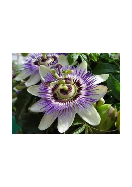 Nadir Ithal Passiflora Tohumu Ekim Seti 3 Tohum Pasiflora Tohumu Saksı Toprak Kombin fırsatları