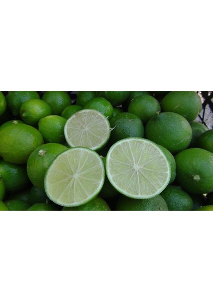 Nadir Ithal Misket Limonu Lime Limonu Tohumu Ekim Seti 3 Limon Tohumu Saksı Toprak Kombin