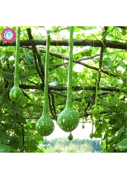3 Adet Tohum Nadir Uzun Süs Kabağı Tohumu Su Kabağı Tohumu Kabak Tohumu